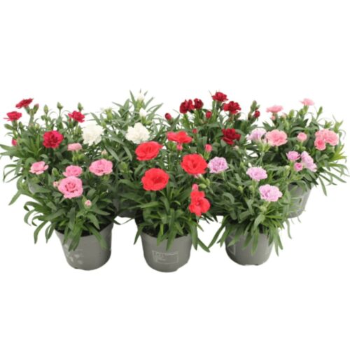 Clavel mini