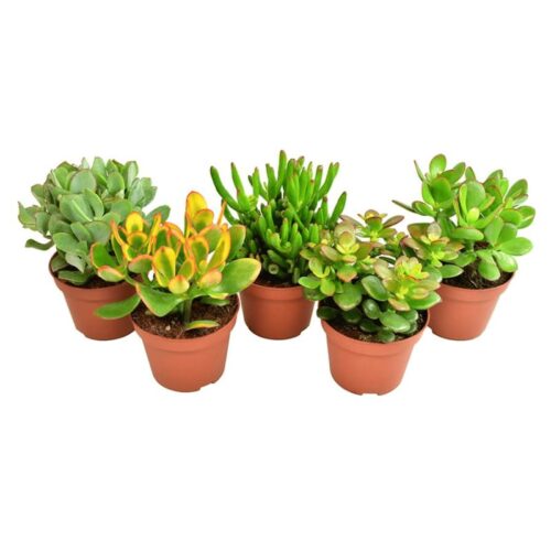 Suculenta mix