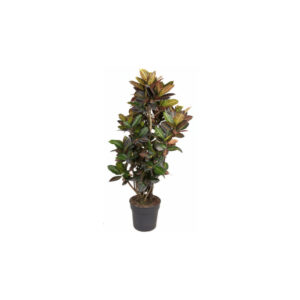 Croton petra