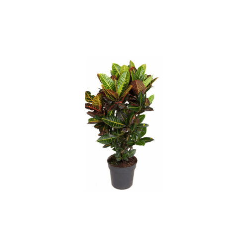 Croton petra