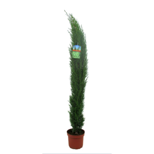 Cupressus sempervirens