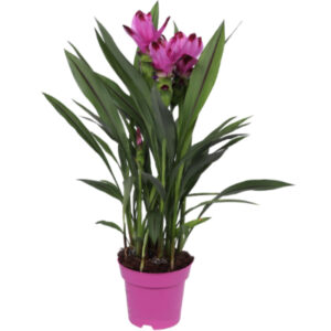 Curcuma Siam Splash