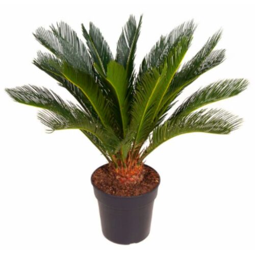 Cyca revoluta