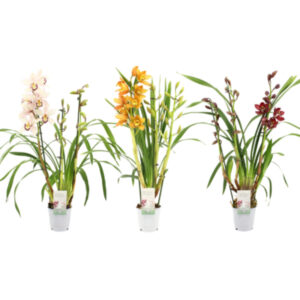 Cymbidium 2T