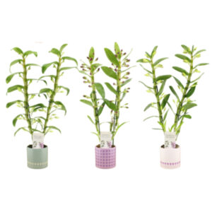 Dendrobium nobile 1T