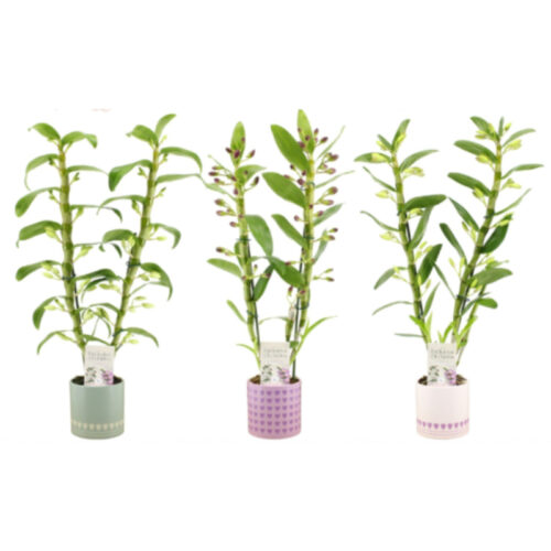 Dendrobium nobile 1T