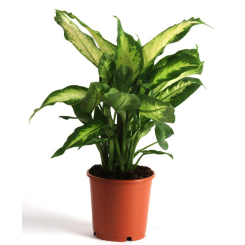 Dieffenbachia Camilla