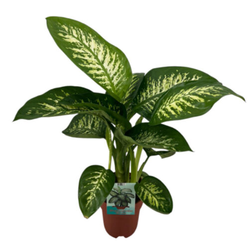 Dieffenbachia Tropic Snow