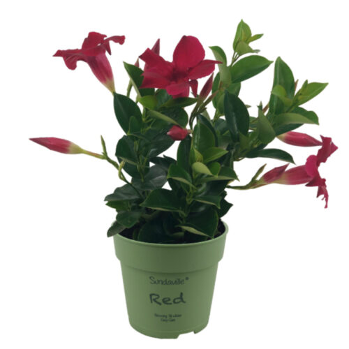 Dipladenia