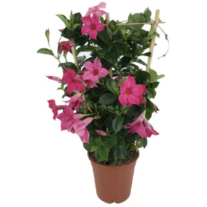Dipladenia
