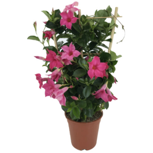 Dipladenia