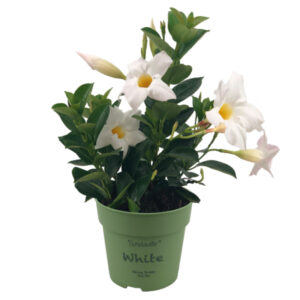 Dipladenia