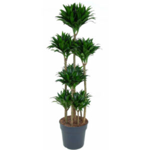 Dracena compacta