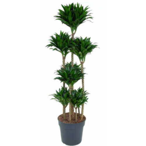 Dracena compacta