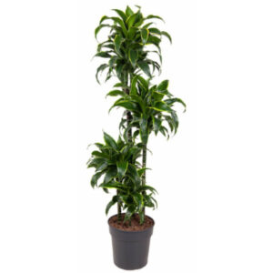 Dracaena dorado