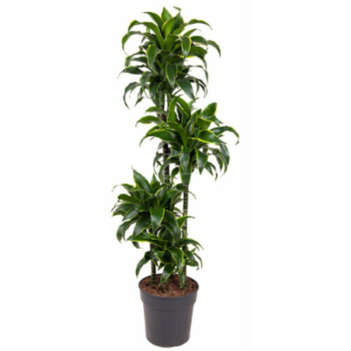 Dracaena dorado