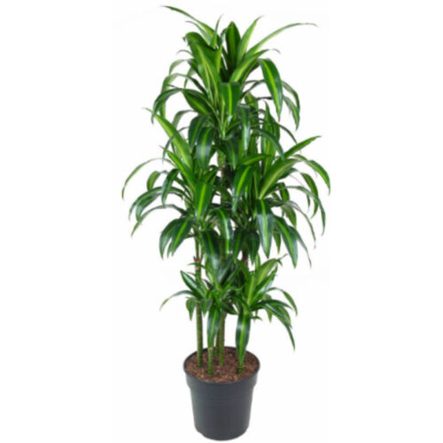 Dracaena hawaian sunshine