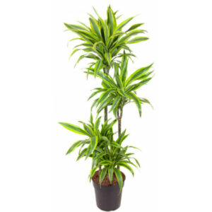 Dracaena lemon lime