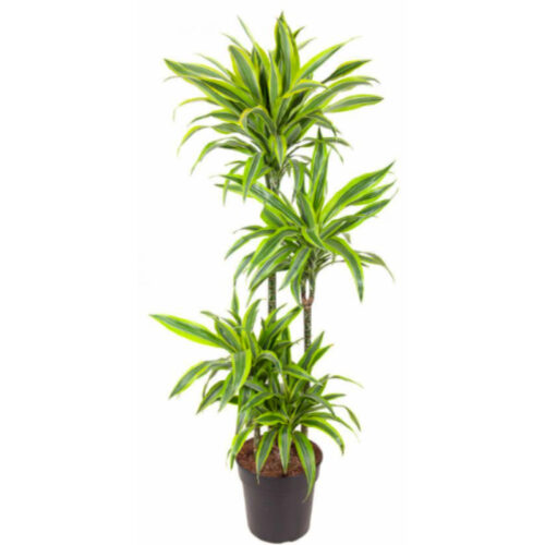 Dracaena lemon lime