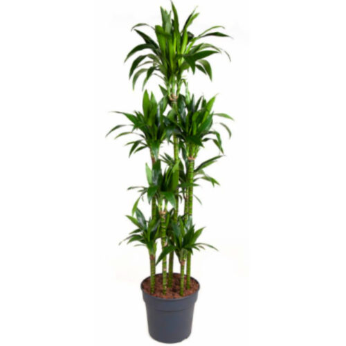 Dracaena janet