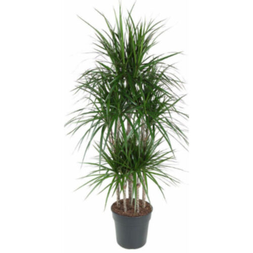 Dracaena marginata