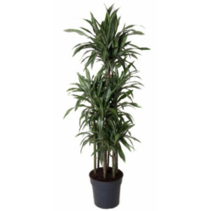 Dracaena ulises