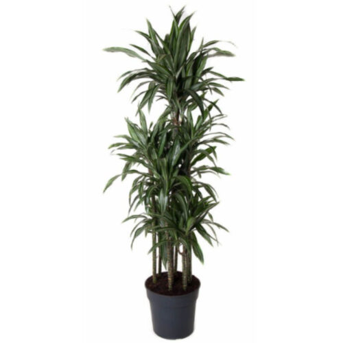 Dracaena ulises