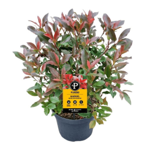 Photinia dynamo Red