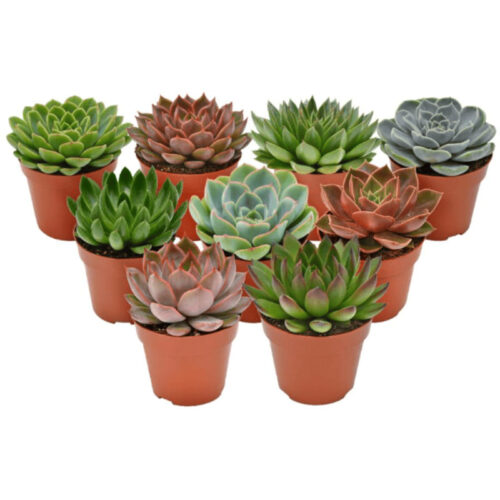 Echeveria mix