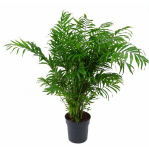 Chamadorea elegans
