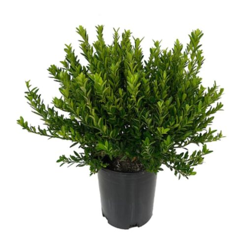 Euonymus microphyllus Verde