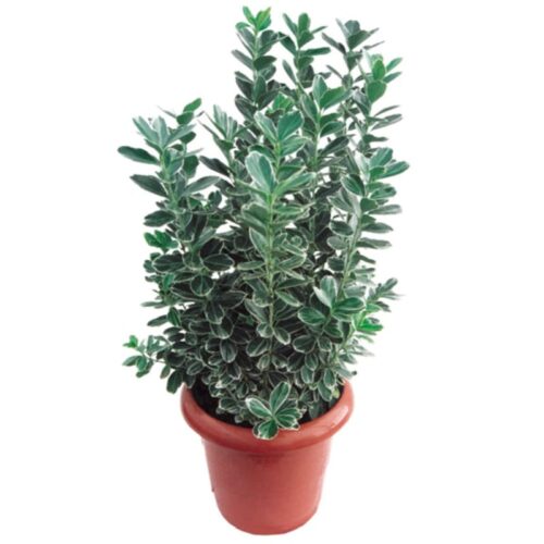 Euonymus japonicus Albomarginata