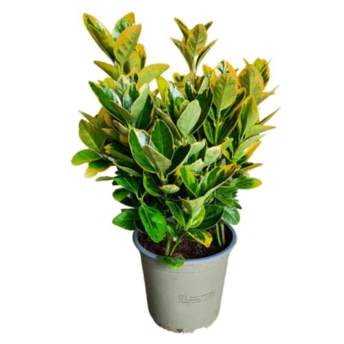 Euonymus japonicus aurea