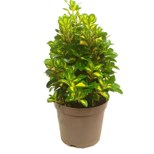 Euonymus japonicus luna