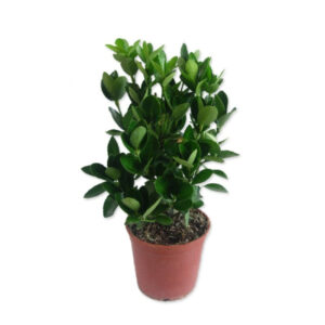 Euonymus japonicus verde