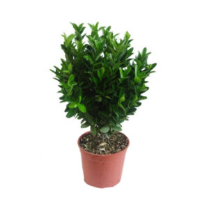 Euonymus japonicus verde compacto