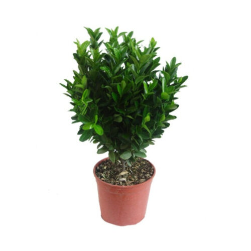 Euonymus japonicus verde compacto