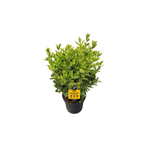 Euonymus marieke