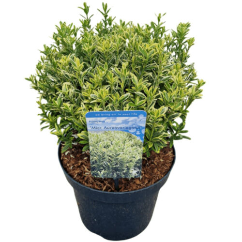 Euonymus microphyllus aurea
