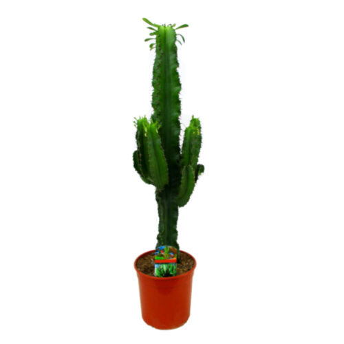 Euphorbia ingens