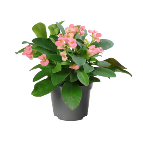 Euphorbia milii