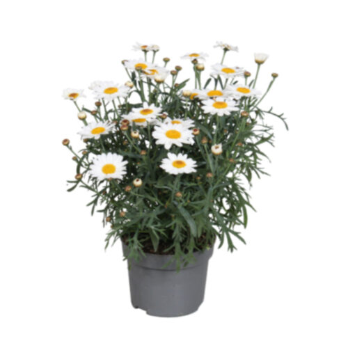 Argyranthemum
