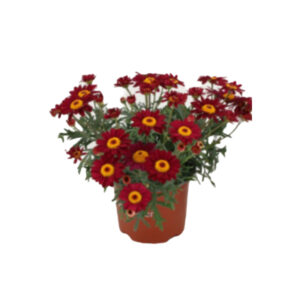 Argyranthemum