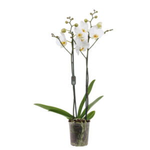 Phalaenopsis blanca