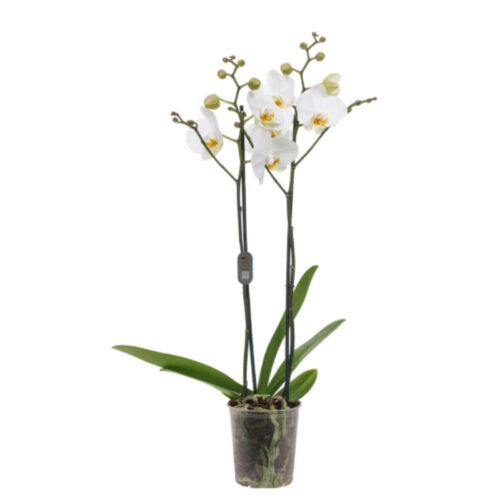 Phalaenopsis blanca