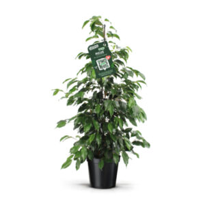 Ficus danielle