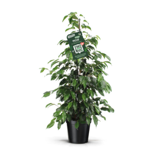 Ficus danielle