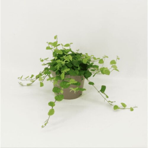 Ficus pumila