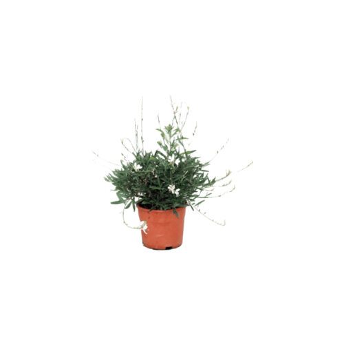 Gaura