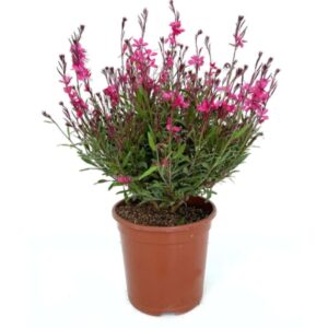 Gaura